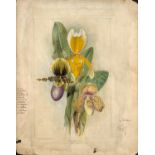 BOTANY. A group of 7 watercolours by J.L. Macfarlane, including a depiction of orchids titled '