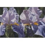 Winifred M. Godfrey - Study of Iris, late 20th century oil on canvas, signed, 76.5cm x 112cm.Buyer’s