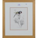 Warwick Higgs - Study of a Goldfinch on the Down of a Thistle, watercolour, gouache and pencil,