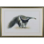 Matthew Hillier - 'Giant Anteater', late 20th century watercolour, pastel and pencil, signed in
