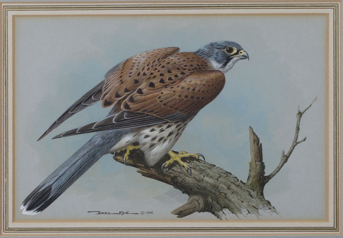 Basil Ede - 'Kestrel', watercolour and gouache, signed and dated 1976 recto, titled Moorland Gallery