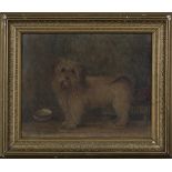 British School - Study of a Terrier beside its 'Doggie' Bowl, late 19th century oil on canvas, 19.