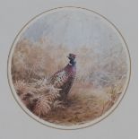 Vincent Balfour-Browne - 'Pheasant', 20th century watercolour, signed with initials, diameter