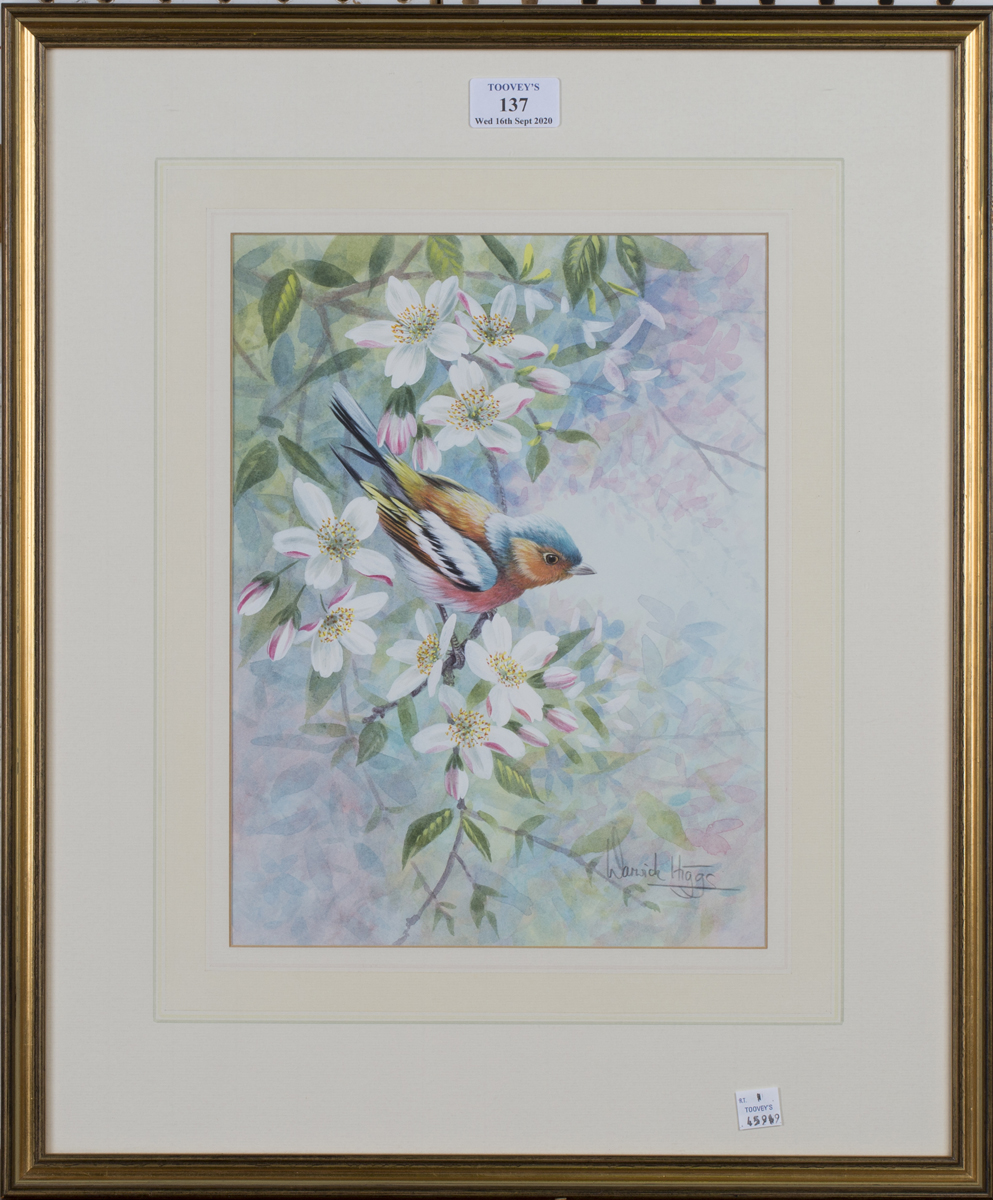 Warwick Higgs - Chaffinch among Spring Blossom, watercolour, signed, 30cm x 23cm, within a gilt