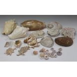 A large collection of seashells, including cowrie, conch, abalone, cone and scallop.Buyer’s
