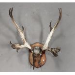 A pair of stag antlers, mounted on an oak shield-shaped wall plate, total height 72cm.Buyer’s