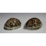 An early 19th century silver mounted cowrie shell snuff box, the hinged lid engraved with vacant