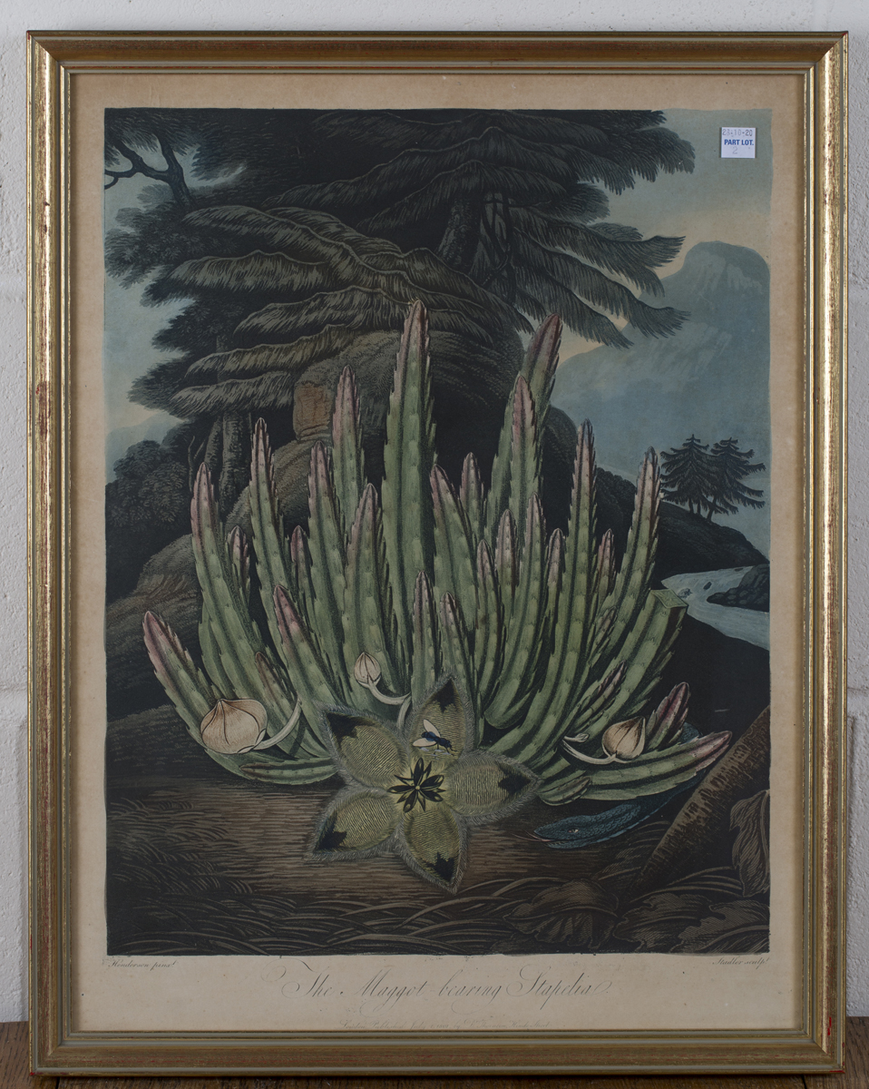 Robert Thornton (publisher) - 'The Quadrangular Passion-flower', early 19th century hand-coloured - Image 3 of 3