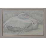 Lilian Andrews - 'Pelican Resting', pencil and pastel on vellum paper laid on board, signed with