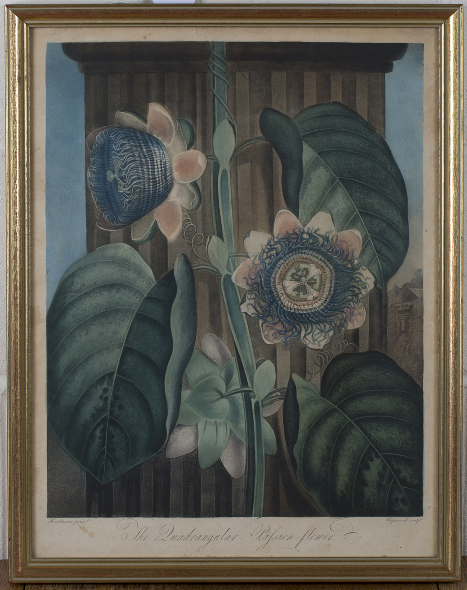 Robert Thornton (publisher) - 'The Quadrangular Passion-flower', early 19th century hand-coloured