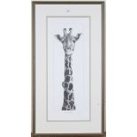 Gary Hodges - 'Masai Giraffe with Oxpecker', monochrome print, signed and editioned 531/850, 61cm