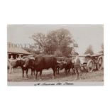 A group of 8 photographic postcards of farming in Sussex, including a postcard titled 'A Sussex Ox