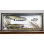 A late 20th century taxidermy specimen group of two pike pursuing another small fish, the bowfront