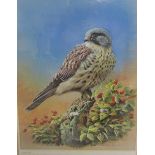 Michael Kitchen-Hurle '83 - Kestrel, watercolour, signed, framed and glazed, 42cm x 32cm.