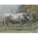 H Coleman, Roma - a white long horn bull, watercolour, signed, framed and glazed, 16cm x 22cm.