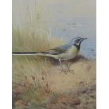 Archibald Thornburn 1860/1935 - Grey wagtail, signed, watercolour, framed and glazed, 16.5cm x 13cm.