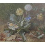 Marion Chase - Butterflies and dandelions, signed, watercolour, framed and glazed, 19cm x 23cm.