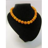 A string of thirty three graduated butterscotch amber beads. 40cms l. Total weight 38.6g.