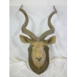 A large old taxidermy Kudu head with full horns, mounted on a stained wood shield,