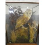 A stuffed taxidermy barn owl within scenic glazed rectangular case