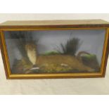 A stuffed taxidermy weasel within scenic glazed rectangular case