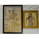 Artist Unknown - watercolour Anatomical study of a male, 10½" x 7" and a medical study of female,