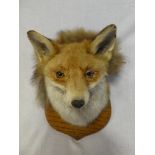 A stuffed fox mask on oak shield with tail