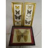 A display frame containing a large preserved Atlas Moth specimen and two modern display frames of