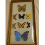 A framed display of eight various Foreign butterflies