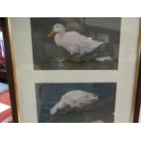 A framed and glazed Rye Finch goache of ducks