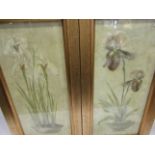 Two gilt framed printed images of potted Iris,
