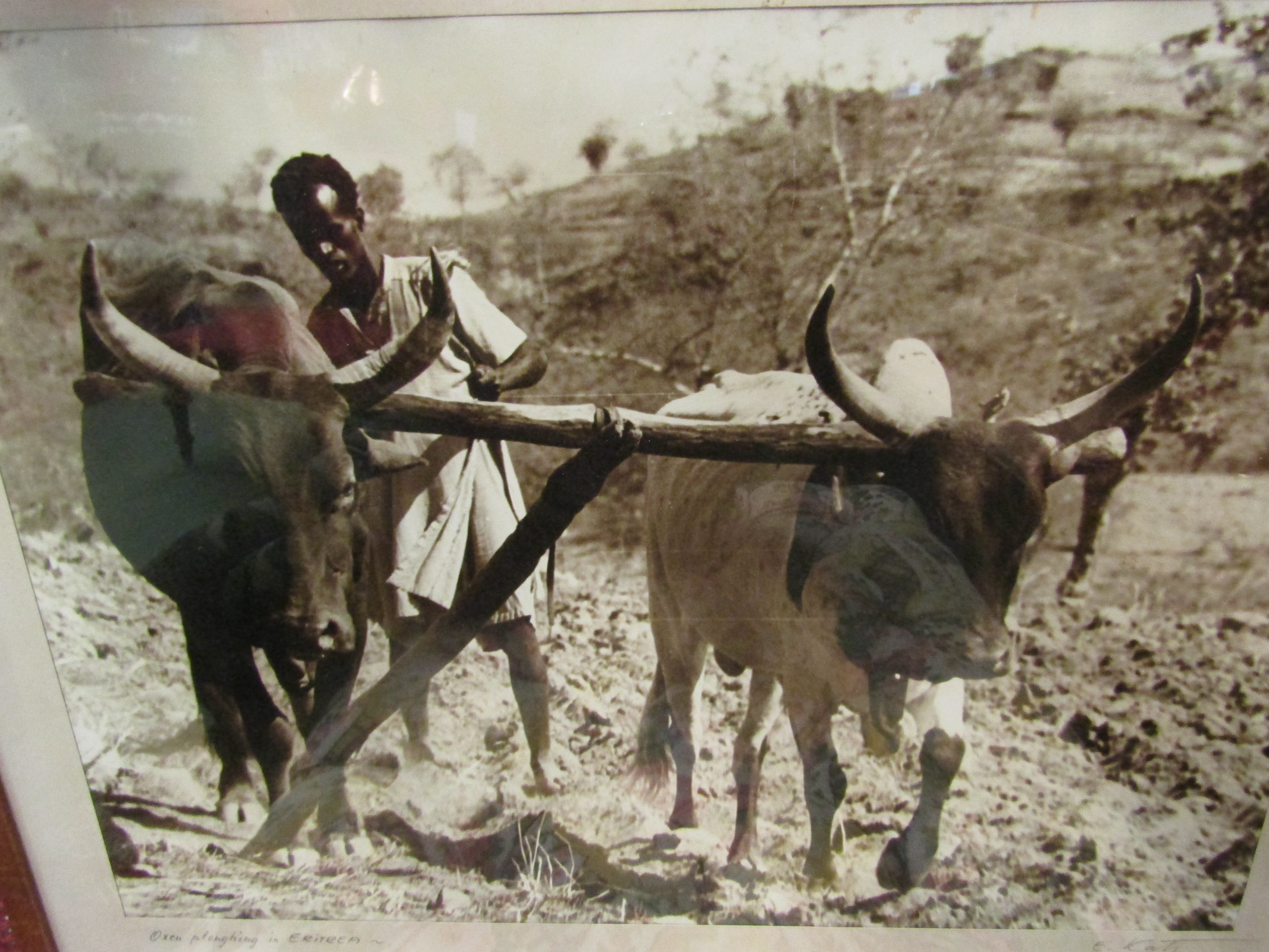 Two large photographs of rural scenes in Eritrea. Signed "E.Katy". c.1940's.