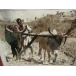 Two large photographs of rural scenes in Eritrea. Signed "E.Katy". c.1940's.