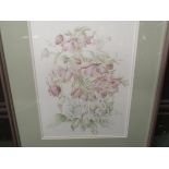 JENNIFER ANDREWS: A pair of watercolours of convulvulous and helleborus,