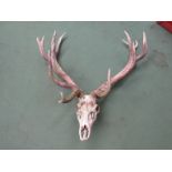 A stag skull with antlers