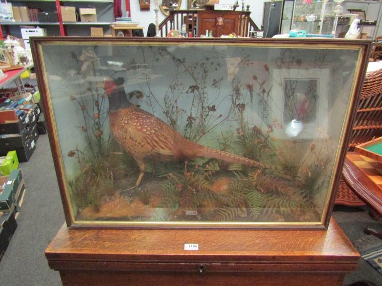 A taxidermy specimen of a pheasant in naturalistic setting,