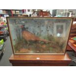 A taxidermy specimen of a pheasant in naturalistic setting,