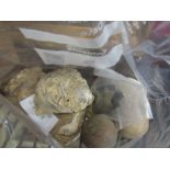 A collection of fossils and other miscellaneous including oyster in sections and stone shot,