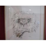 A framed and glazed pencil and watercolour study of a Bateleur Eagle,