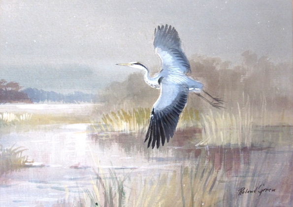 ROLAND GREEN: (1896-1972) A framed and glazed watercolour and bodycolour of Grey Heron in flight 23 - Image 2 of 4