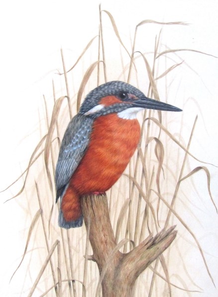 ROBERT L. SHEPPERSON (1955-2012) A framed and glazed watercolour of a Kingfisher. - Image 2 of 4