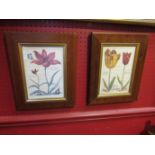 A pair of botanical illustration book plate prints of tulips,