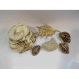 A small quantity of decorative shells