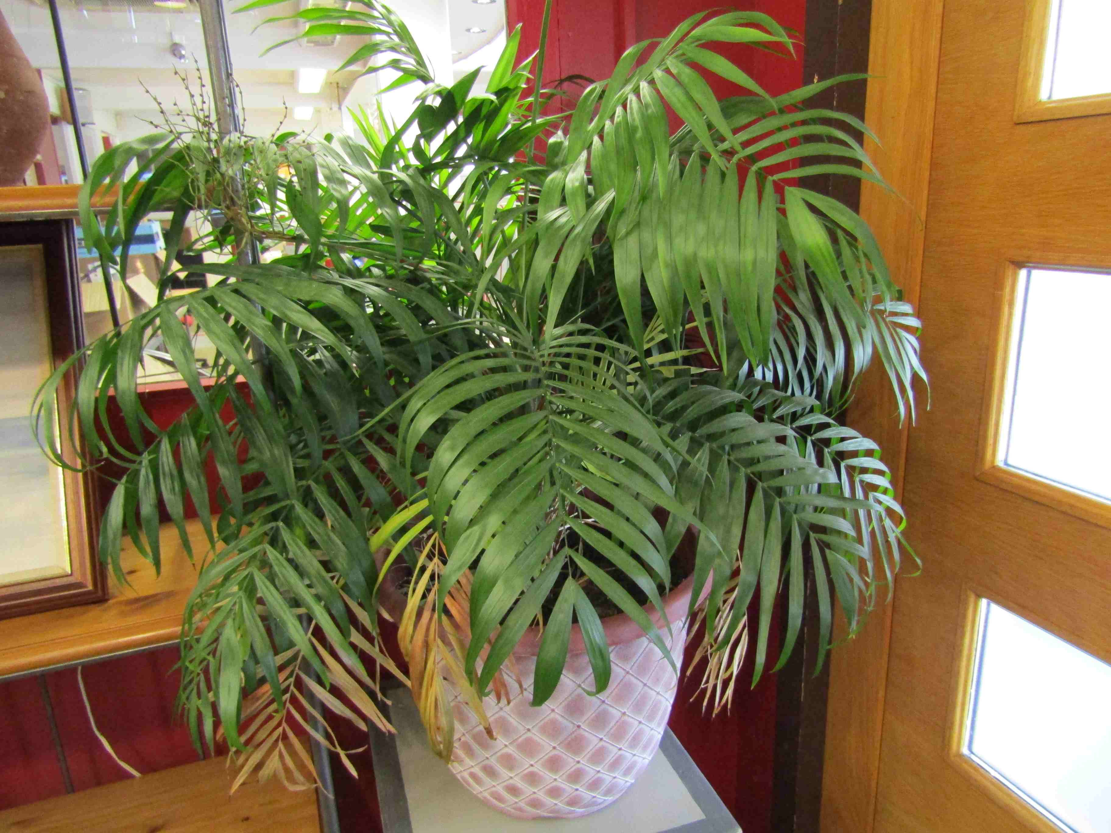 A potted indoor parlour palm