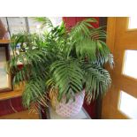 A potted indoor parlour palm