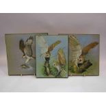 Three images on board depicting barn owls perched on trees and eagle hunting fish