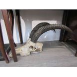 A pair of Ibex horns mounted on skull,