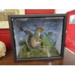A cased taxidermy squirrel in naturalistic setting,