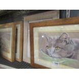 Five framed and glazed pictures of animals