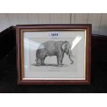 A pair of Georgian Elephant prints both framed and glazed